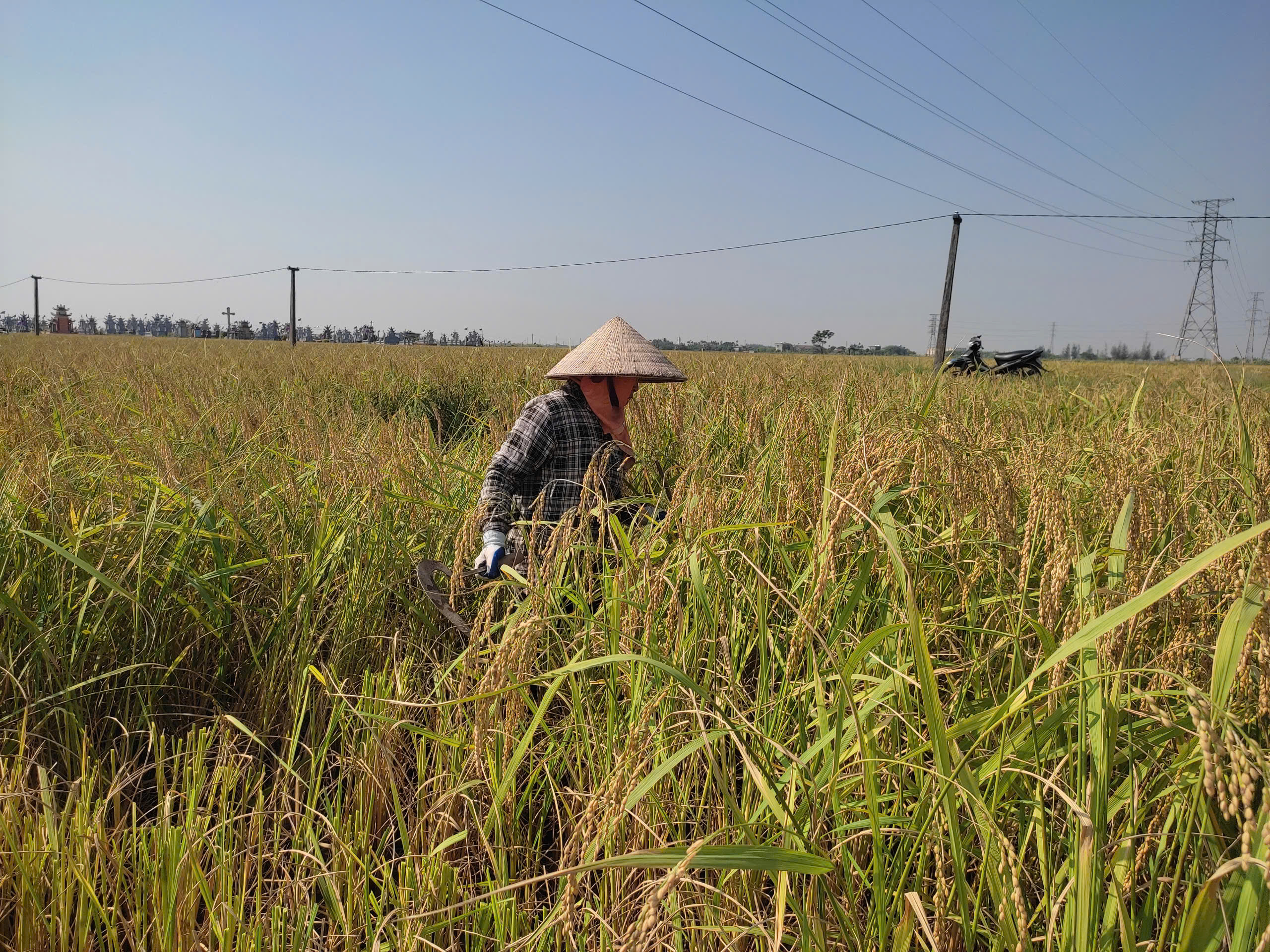 NBAC Nep Cai Hoa Vang